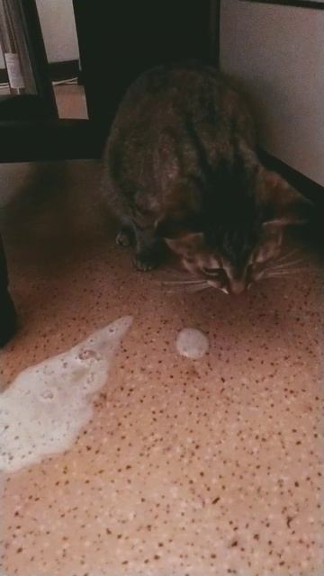 кошка рыгает 4