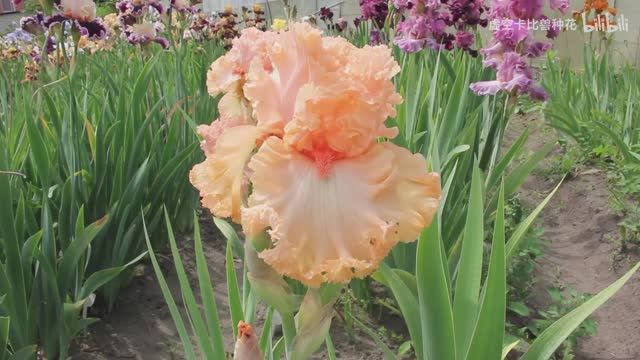 Ирис SHE (B. Blyth, 2015)