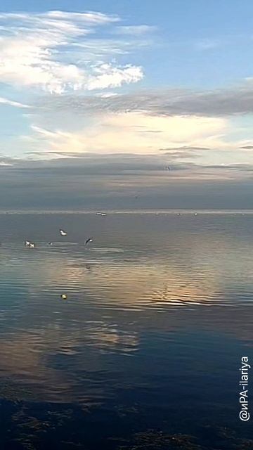 Море чайки облака | вечер в ноябре