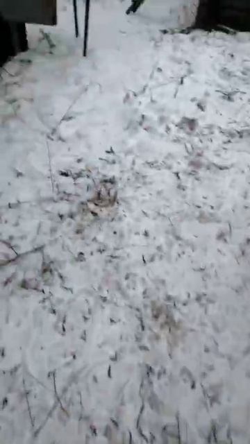 Медведь разорил зимовье