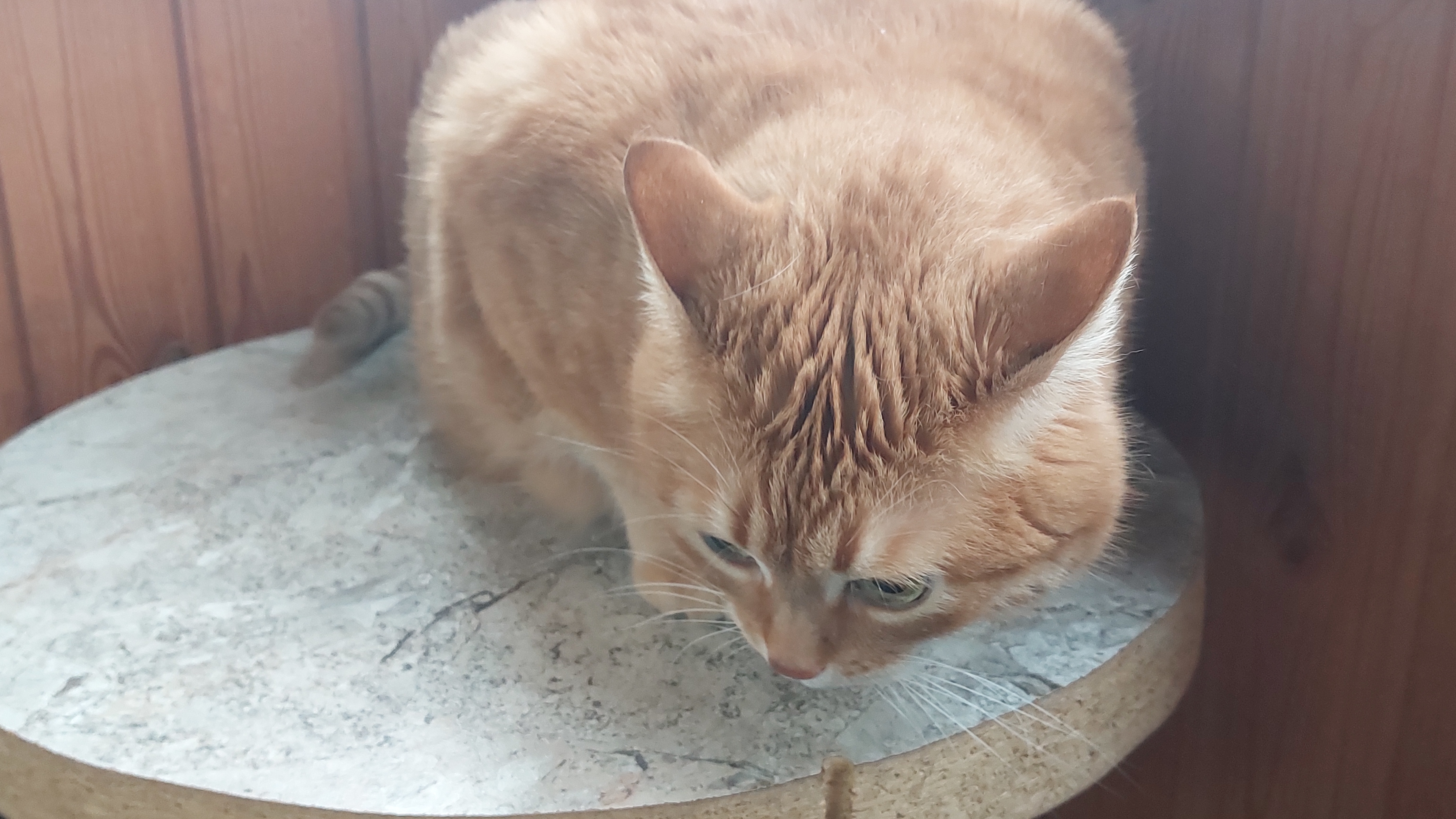 Первый снег с Лексусом