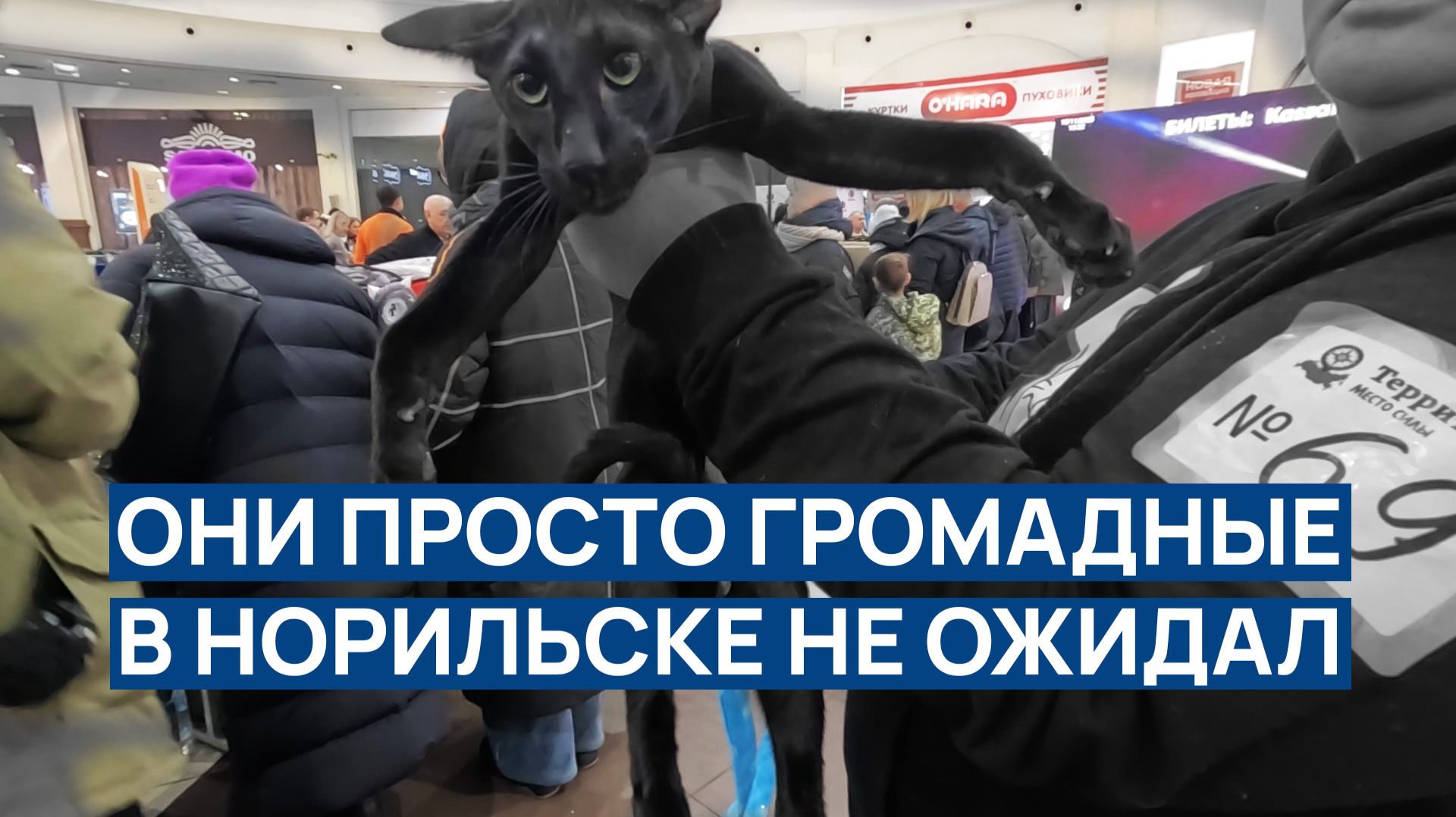 Этого В НОРИЛЬСКЕ не ожидал 😳 Какие они КРАСИВЫЕ 🌈 Они ГРОМАДНЫЕ 💥 НЕОЖИДАННО и интерестно ❗❗