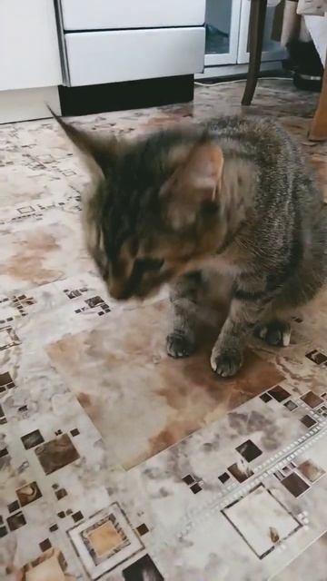 кошка блюëт 4