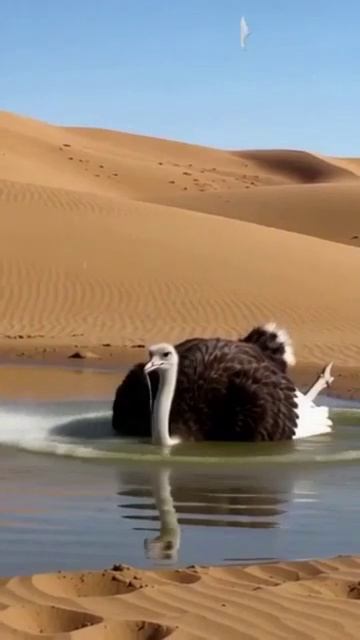 🦩🔥 веселый страус в пустыне: часть вторая — он не отдыхает, он правит