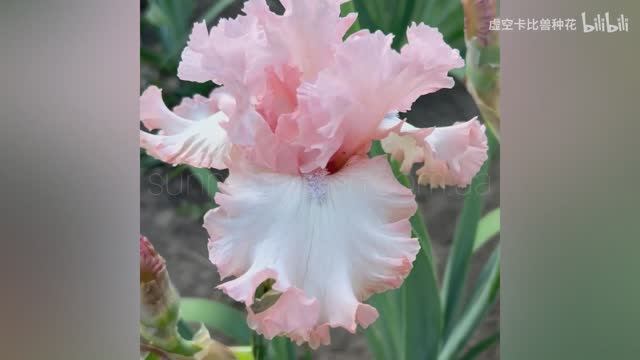 Ирис EYES OF AN ANGEL (T. Johnson, 2021)