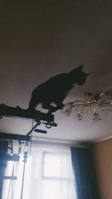 кошка залезла и орёт