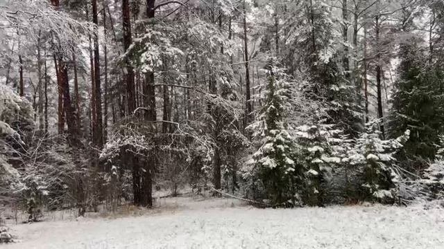 Первый снег 15 ноября 2025