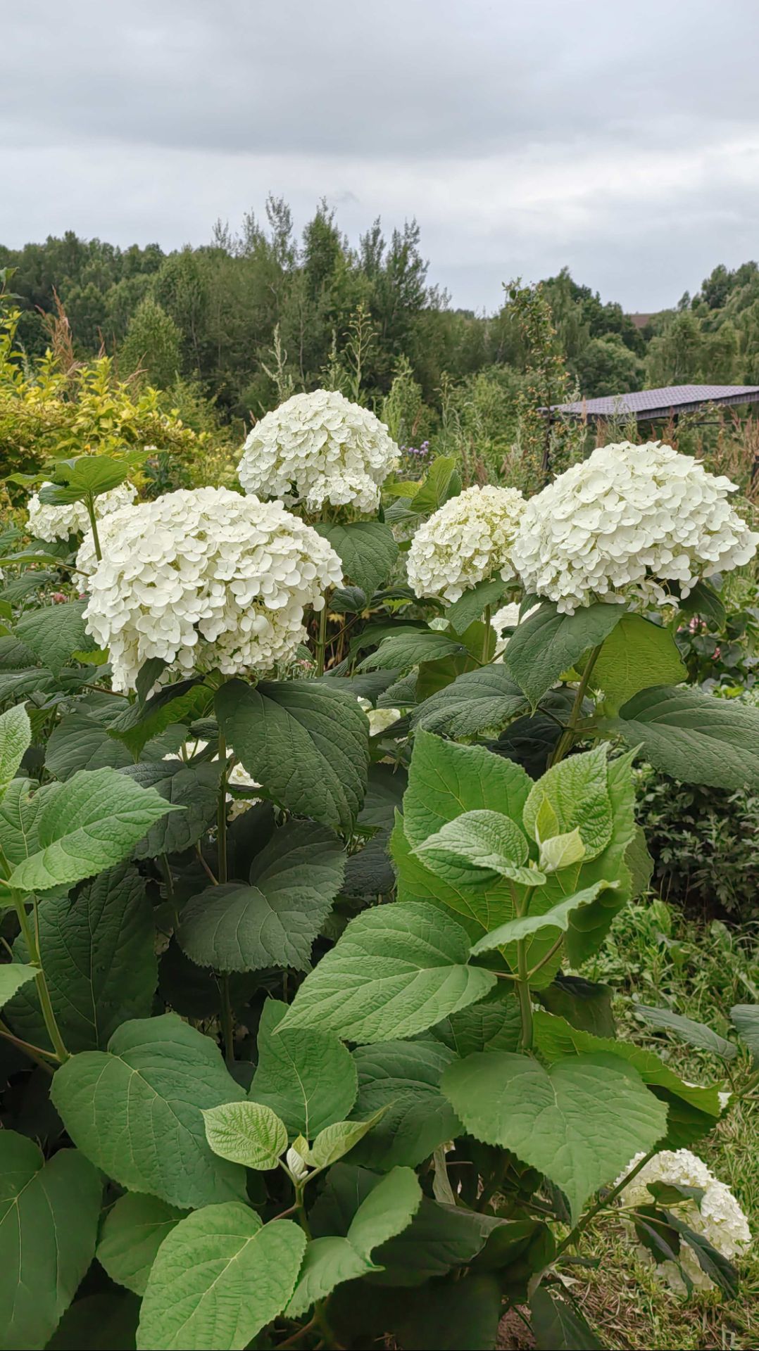 Гортензия древовидная Strong Annabelle