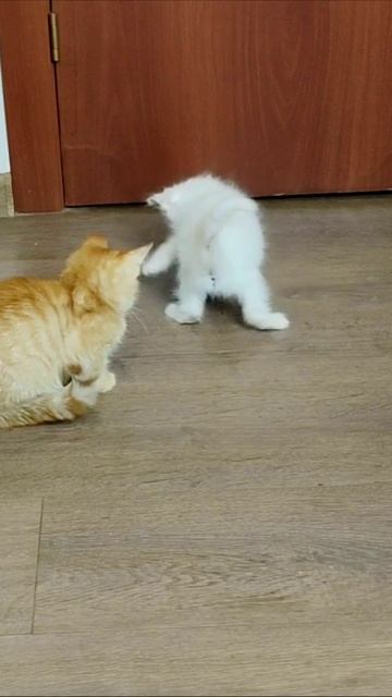 Красивые движения котёнка. #котёнок