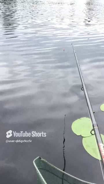 Ленобласть. Хвойное. 12.07.2024. Рыбалка на Вуоксе. Дождь переходящий в ливень