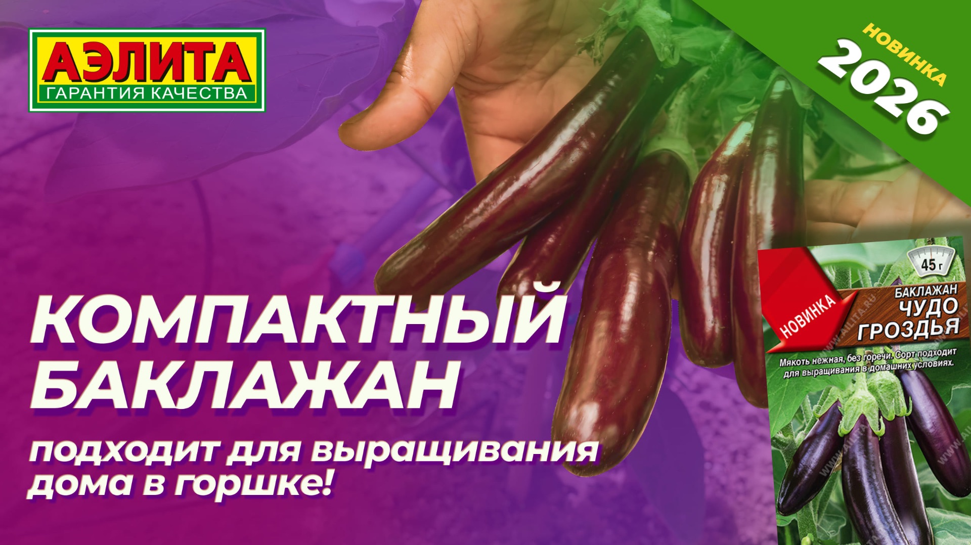 Баклажан ЧУДО ГРОЗДЬЯ - НОВИНКА 2026! Выращивайте его в домашних условиях!