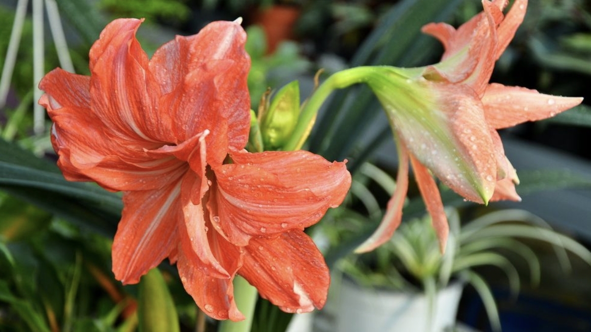 17-11-2025.новый Гиппеаструм Леди Джейн..обработка.. посадка для наращивания корней в перлит.