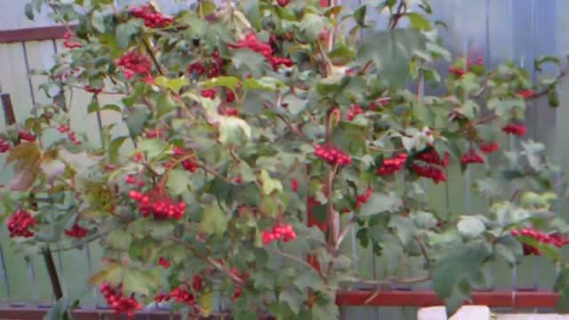 16.9.2016г.   АРХИВ!!!    Лечение Гипертонии КАЛИНОЙ!!!👍👍👍