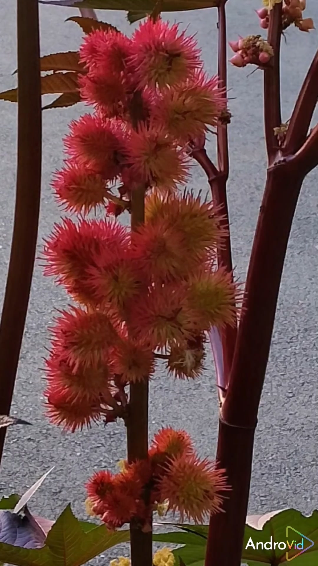 Тепло летних воспоминаний в конце уходящей осени! 🍂 #цветы #музыка