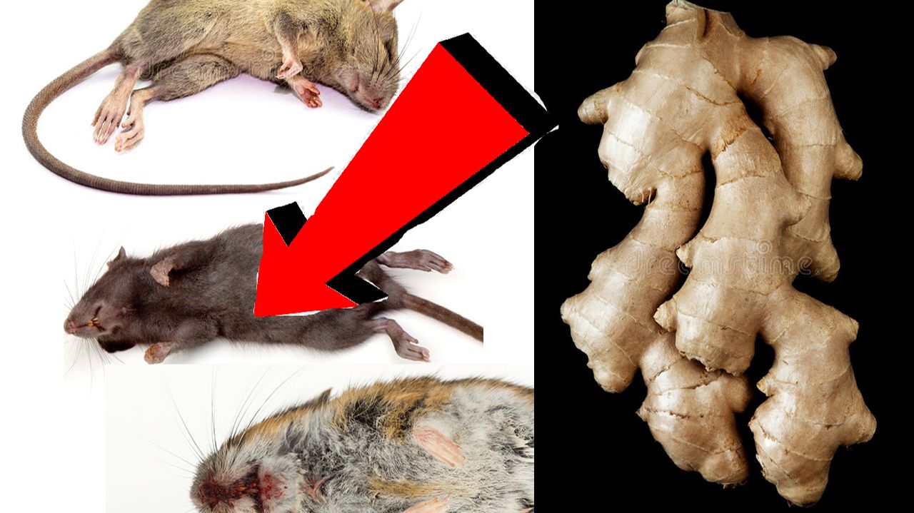 Как избавиться от мышей и крыс За 3 Секунды.!..!..!