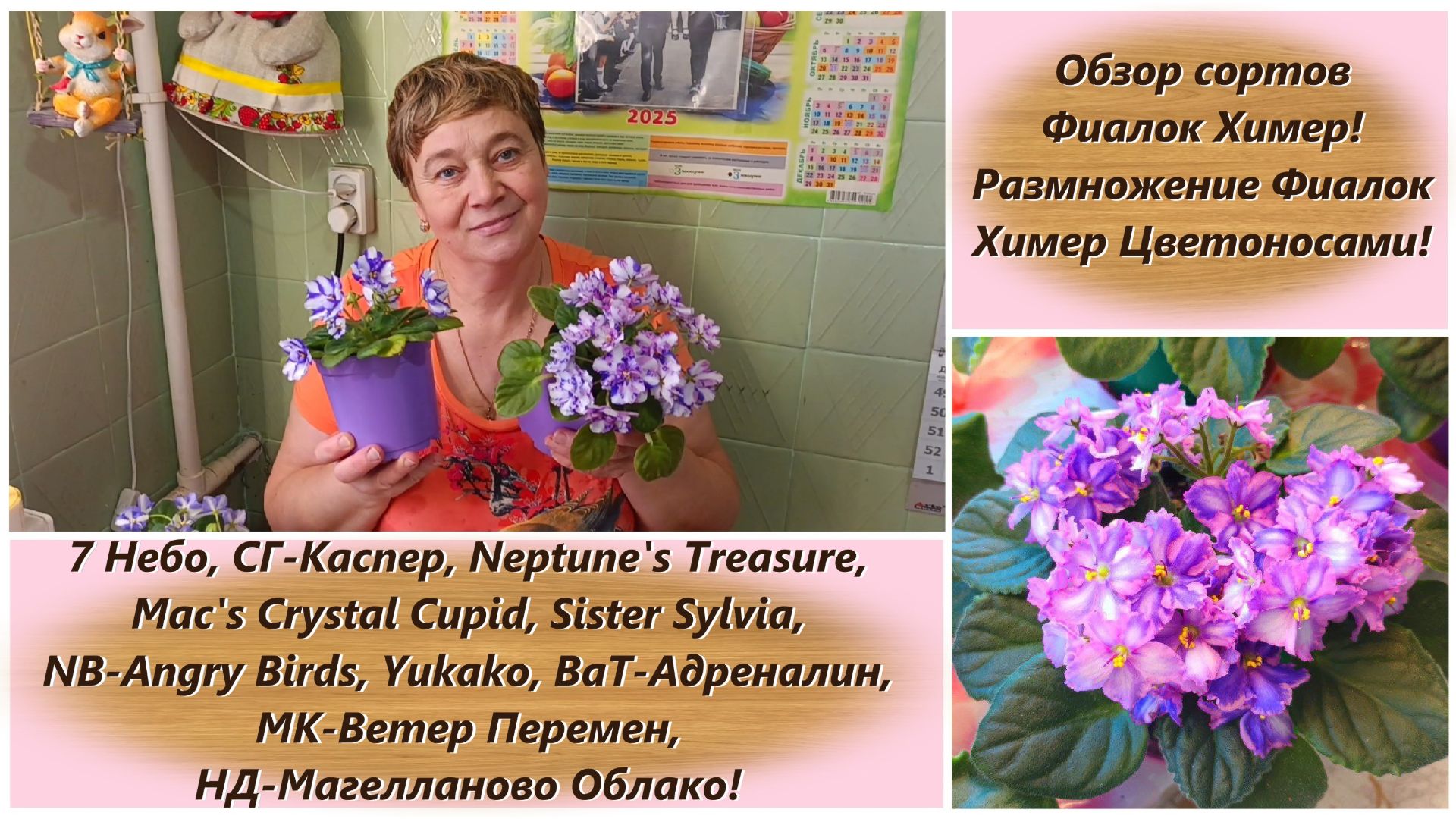 Обзор сортов Фиалок Химер! Размножение Фиалок Химер Цветоносами!