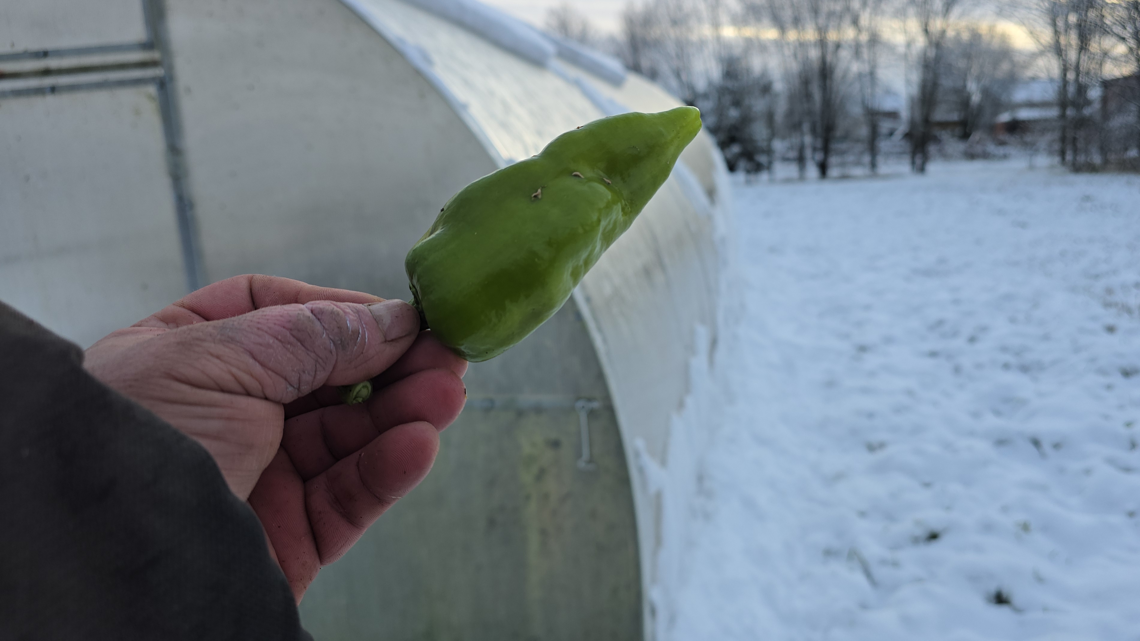 Парник в ноябре