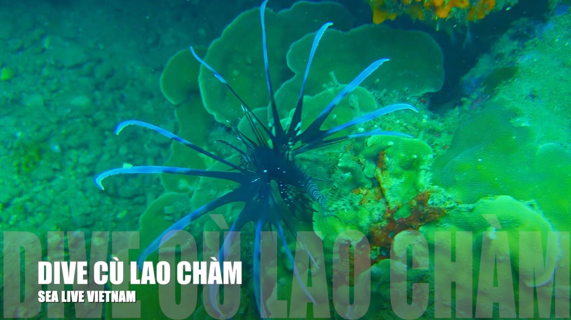 🌴 Добро пожаловать снова на CÙ LAO CHÀM (Острова Чам), Вьетнам! 🌊