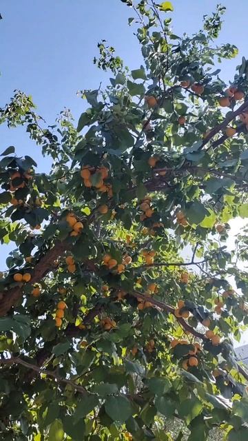 Машина вскипела под +40°, но мы всё равно собрали два ведра абрикосов!