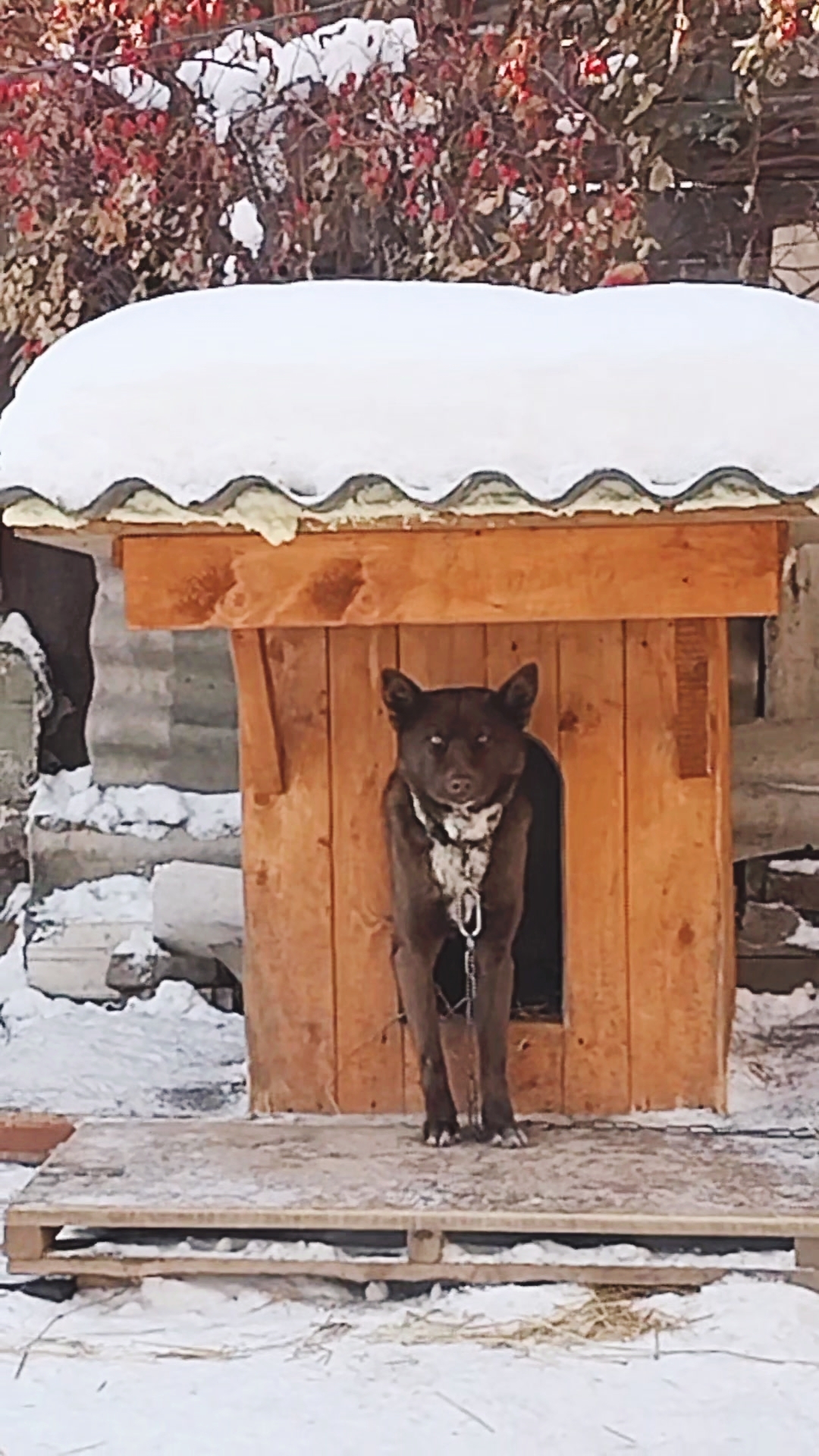 Мишка ждет пятницу! 🤗🦮 Доброго понедельника!😁 #dog #животные #собаки #стэтхэмозвучка #Statham