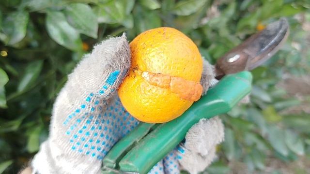 мандарин с кистой