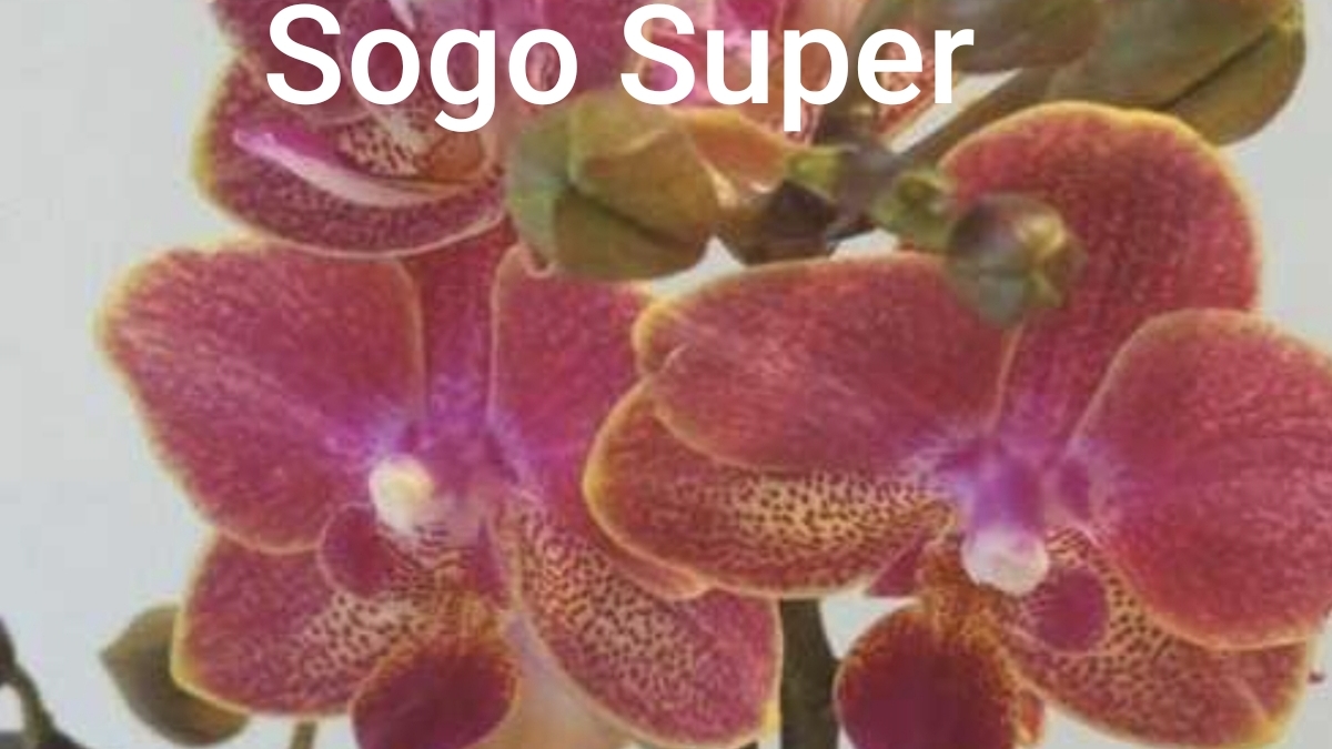 18-11-2025.пересадка орхидеи Sogo Super в seramis.