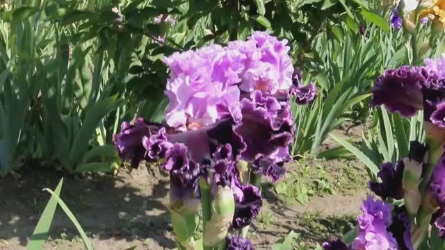 Ирис ROYAL MYSTIQUE (Barry Blyth, 2015)