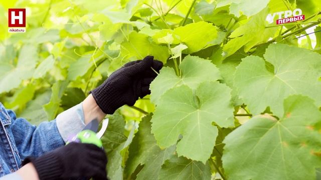 Лишайники | ПРО ЦВЕТ