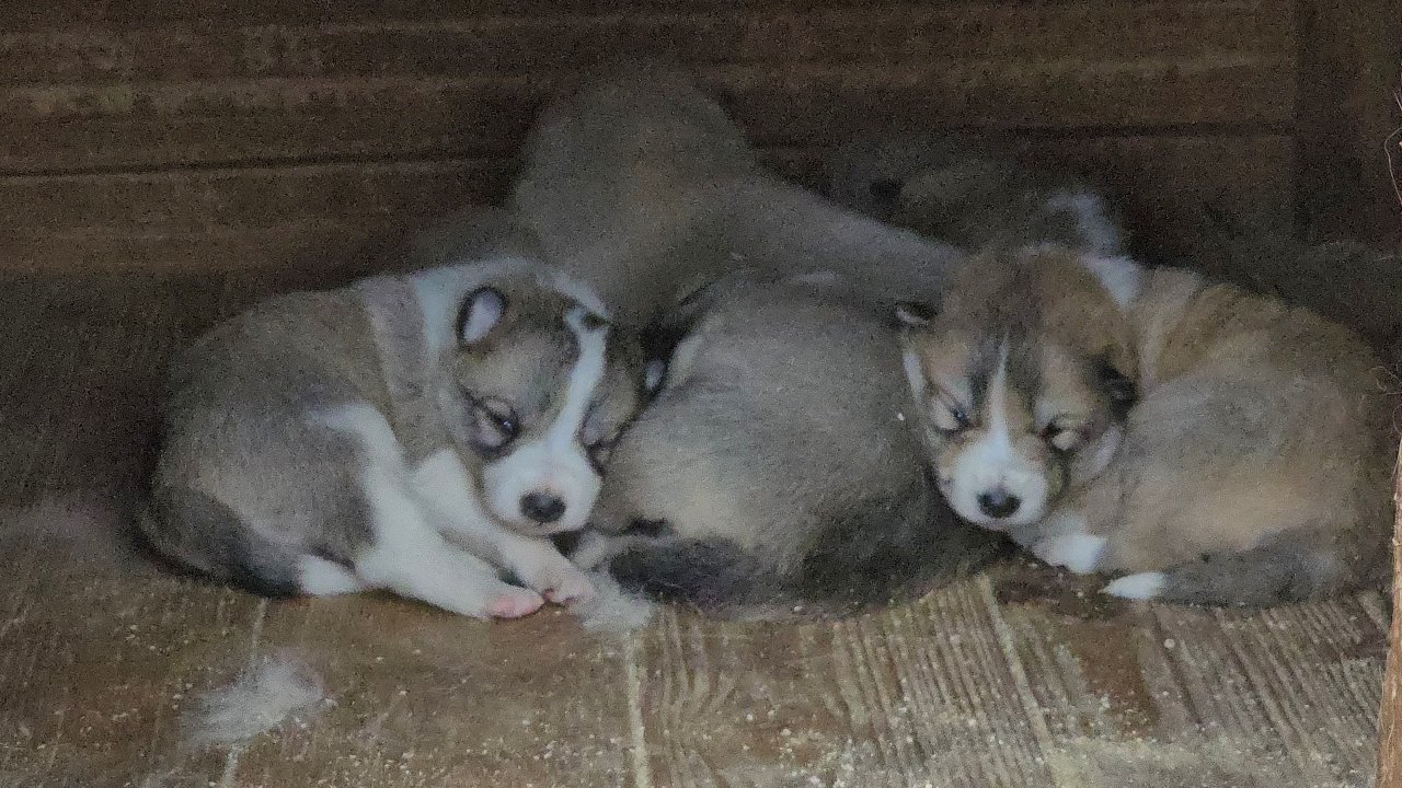 Волка ноги кормят