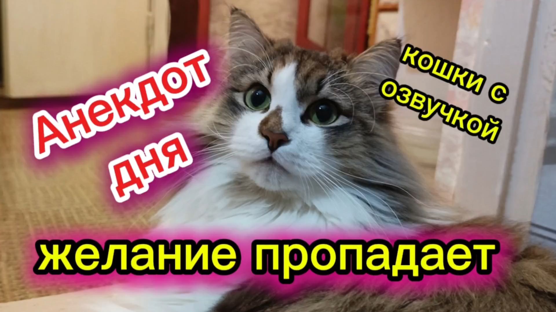 КОШКИ С ОЗВУЧКОЙ