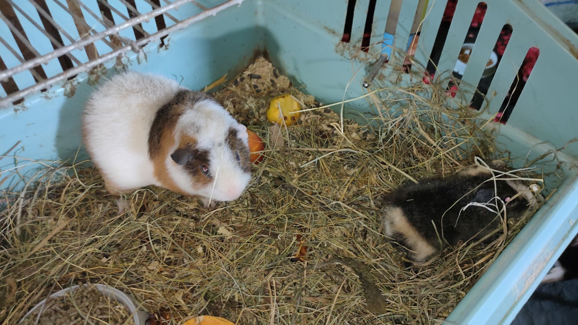 Золтан и Маркиз первые минуты знакомства - ссаживаю 2 самцов 13/11/25 #морскиесвинки #американскийте