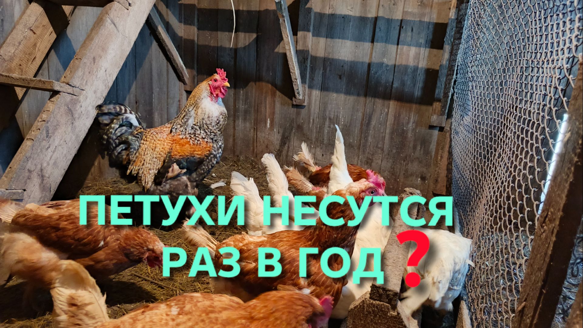 Правда ли то что петухи несутся раз в год