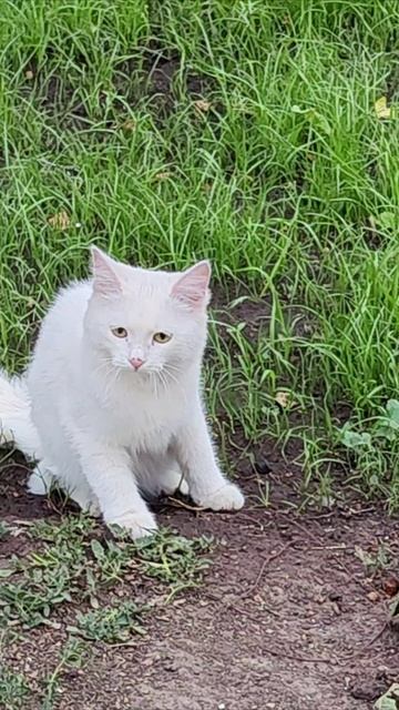 Я не боюсь. Кошки и собаки.