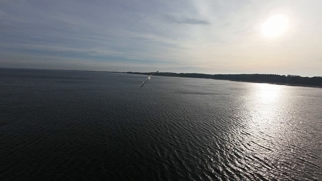 Albatross🦤leads🛸a Drone💫over🌄the🪼ocean🌊— Watch⏱️to the🦤End! (2)