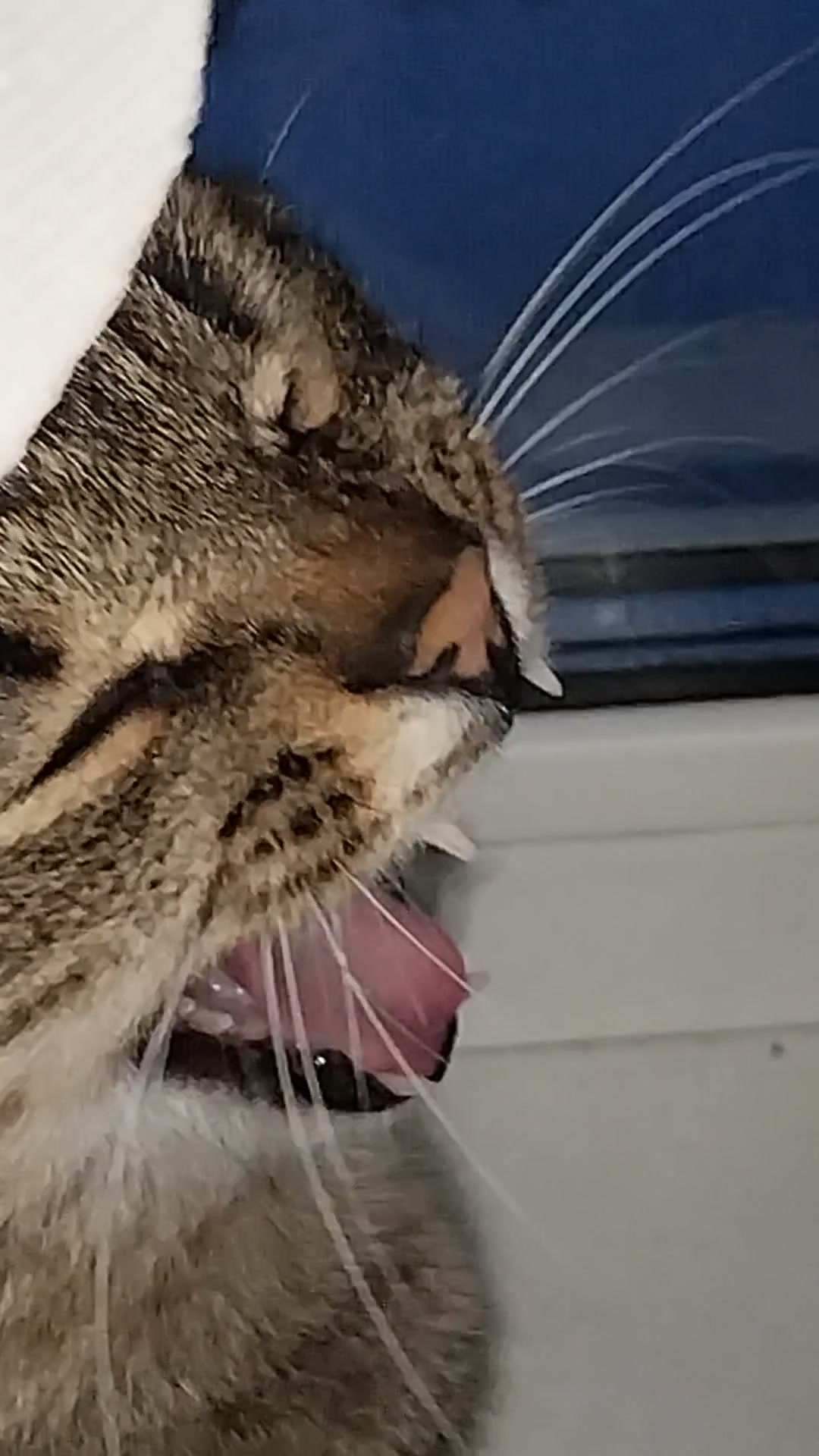 А меня, счастье, нашло!😂😸 #cat #животные #кошки #приколы