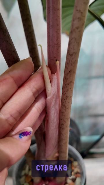 Первый лист после долгого цветения 🥳💃 #комнатныерастения #plants #алоказия #pinkdragon  #растения