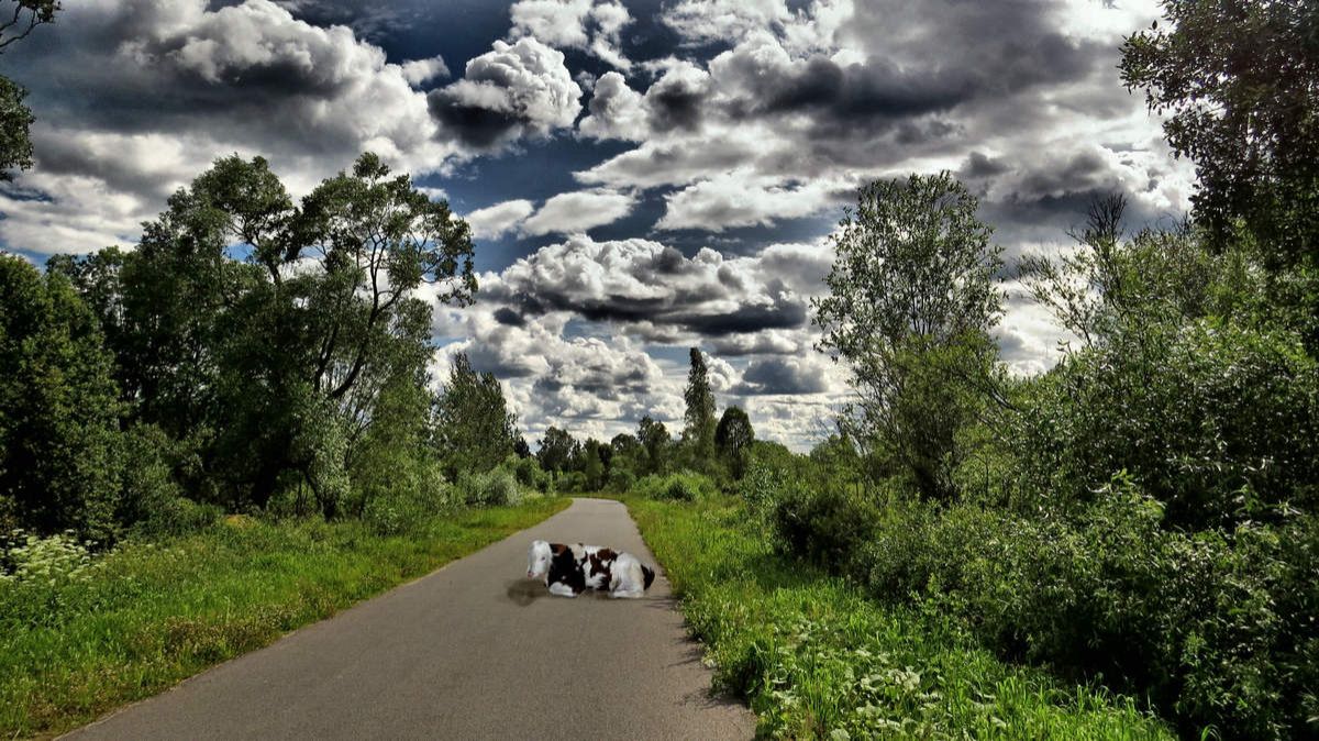На велосипеде перед дождём