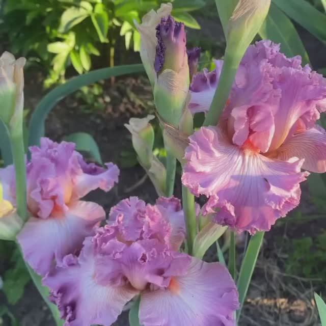 Ирис SOCIAL GRACES (K. Keppel, 2000)