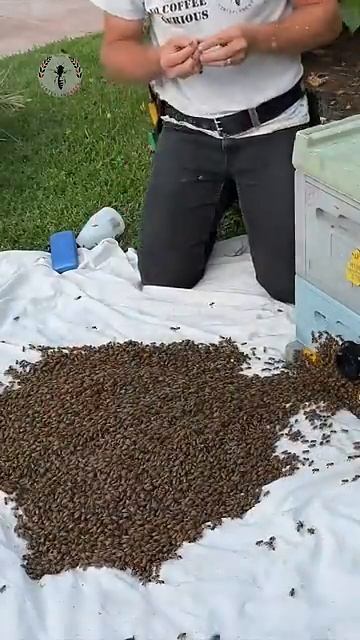 I dropped this Mega Bee Swarm пчелы