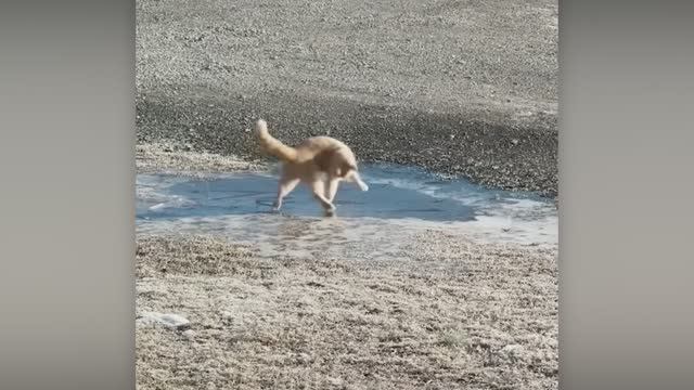 NEW! BRAIN TIME.  ЗАБАВНАЯ РЕАКЦИЯ ЖИВОТНЫХ НА СУМАСШЕДШУЮ ПОГОДУ!