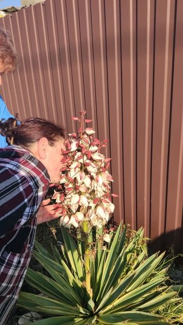 Юкка. Еще один интересный сорт.