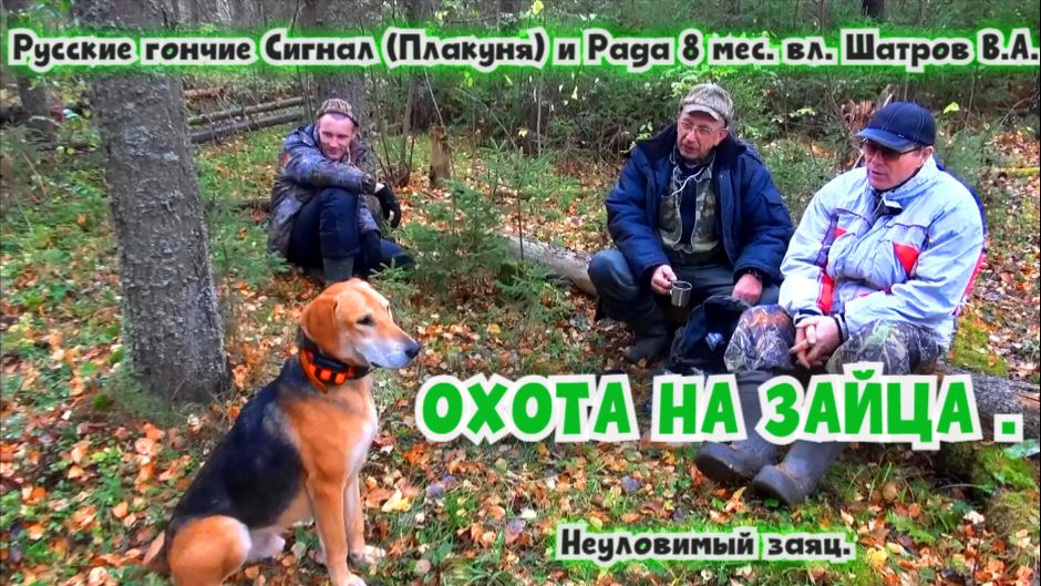 ОХОТА НА ЗАЙЦА. Русские гончие Сигнал (Плакуня) и Рада 8 мес. вл. Шатров В.А.#охотасгончей#hunting