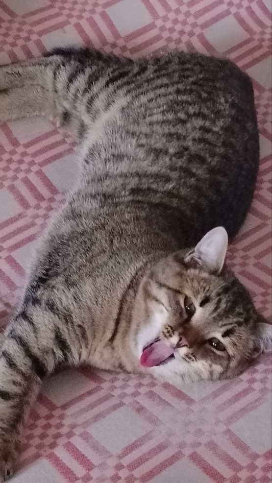 Спальное место для кота! 😁😻 Утро Максика!