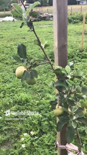 Ленобласть. Хвойное. 14.07.2024. Дача. На яблоне первого года посадки наливаются четыре яблока
