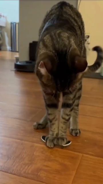 Люди, помогите, мне освоить скейт и умчаться к милой, кошечке своей!