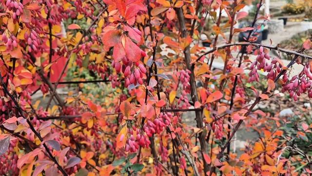 Куст Барбариса в ноябре.