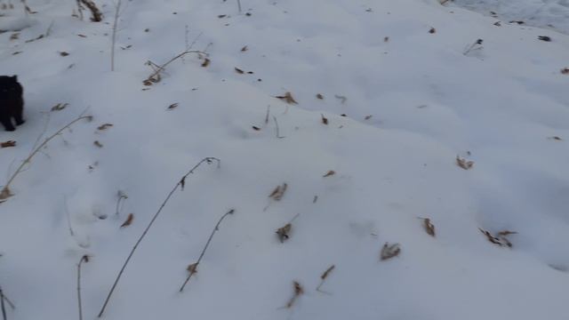 Серьезный охотник Мишка.