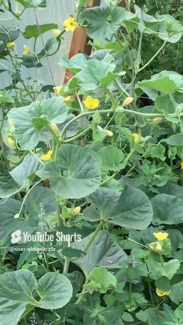 Ленобласть. Хвойное. 14.07.2024. Дача. Цветущие дыни в теплице