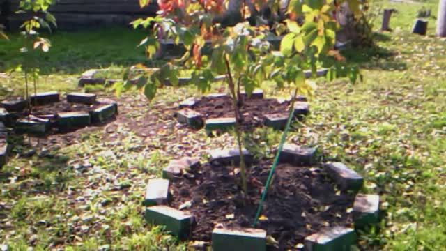 4.10.2016г.   АРХИВ!!!  Как нужно обрезать КОЛЮЧУЮ🍇🍇🍇 ЕЖЕВИКУ!!! 👍👍👍