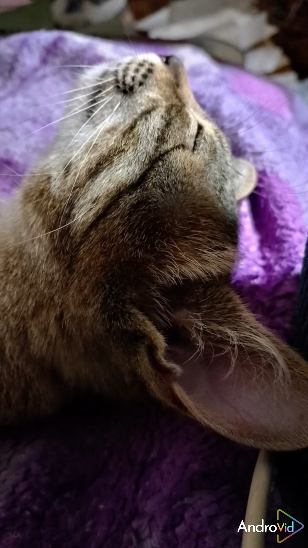 Интересно, каким считает меня кот!😂😻 #кошки #приколы #cat  #shorts